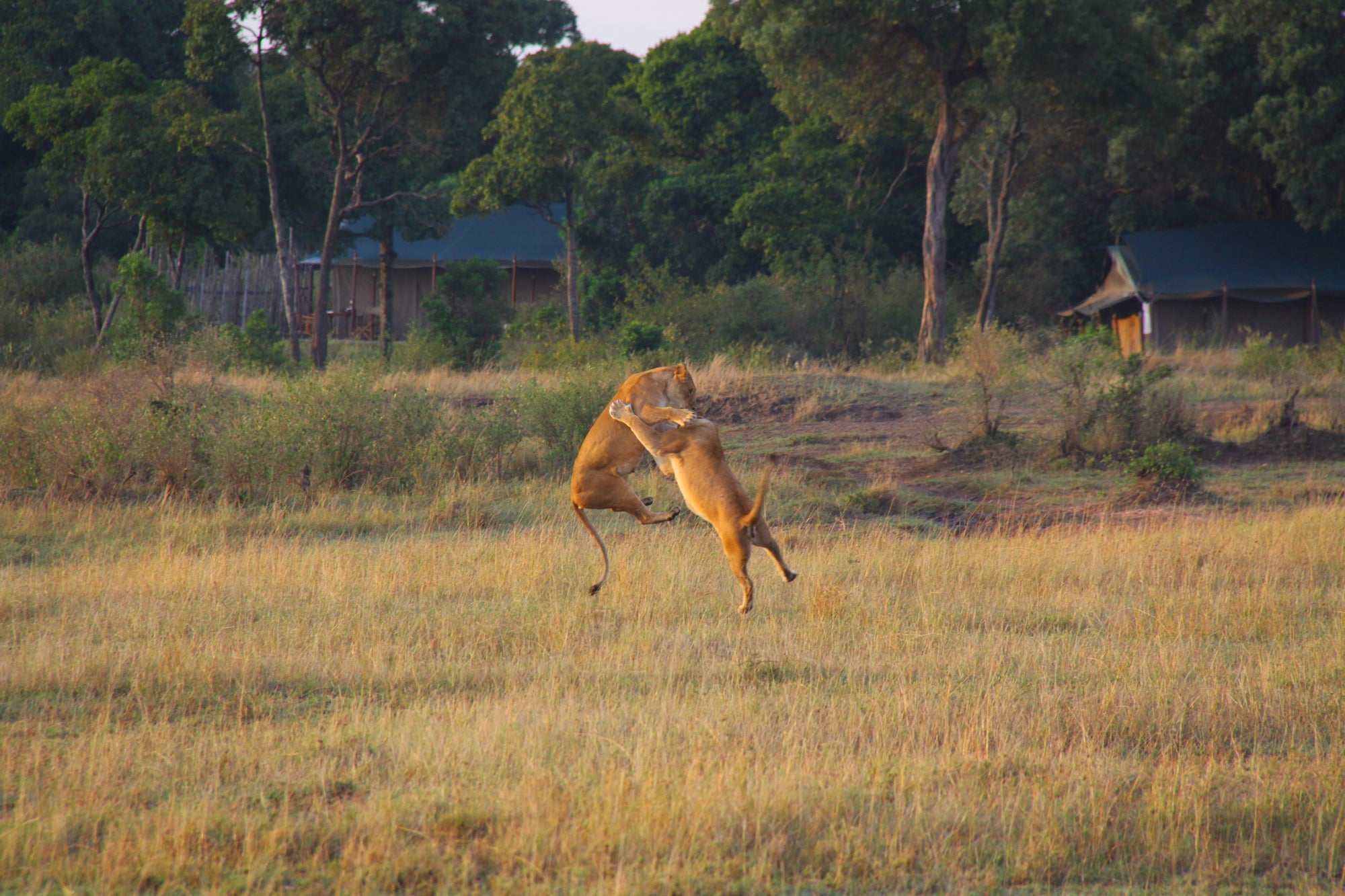 Leaping Lions