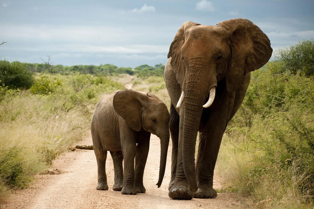 Morukuru Family Madikwe at Morukuru River House, Madikwe Game Reserve, South Africa.