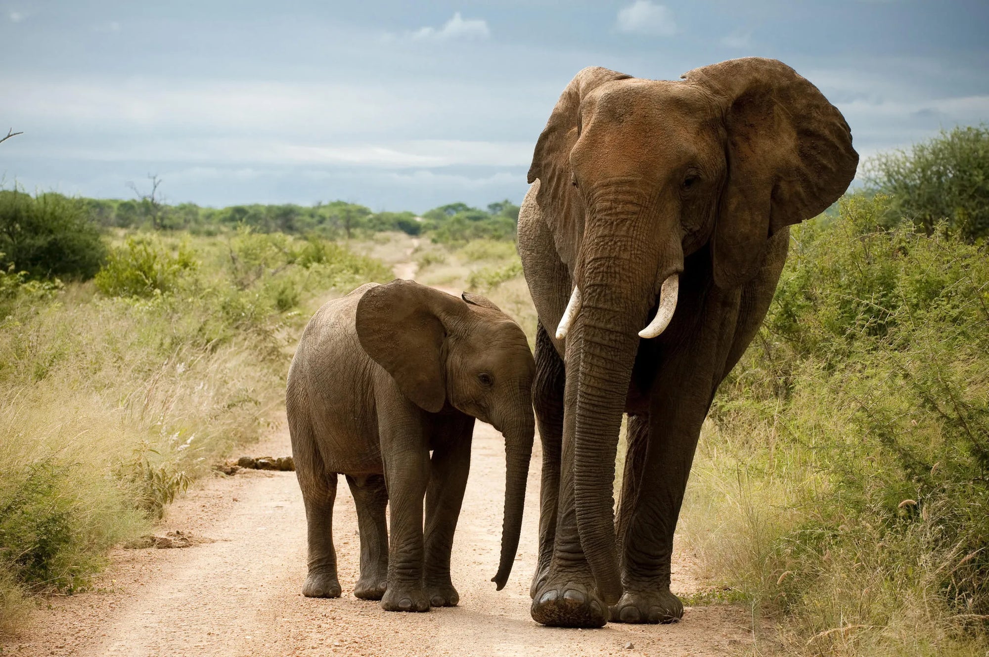 Morukuru Family Madikwe at Morukuru River House, Madikwe Game Reserve, South Africa.