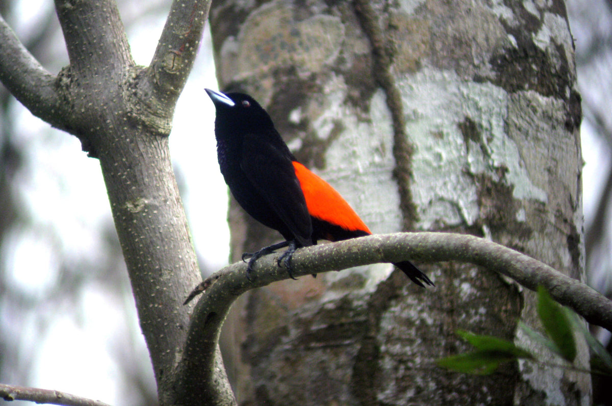Tucanes Tours Carara National Park