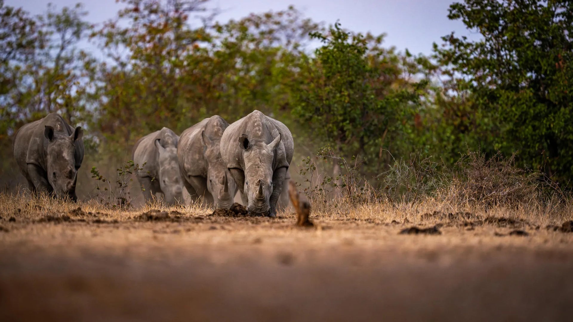 Singita Pamushana Lodge at Singita Pamushana Lodge, Malilangwe Wildlife Reserve, Zimbabwe.