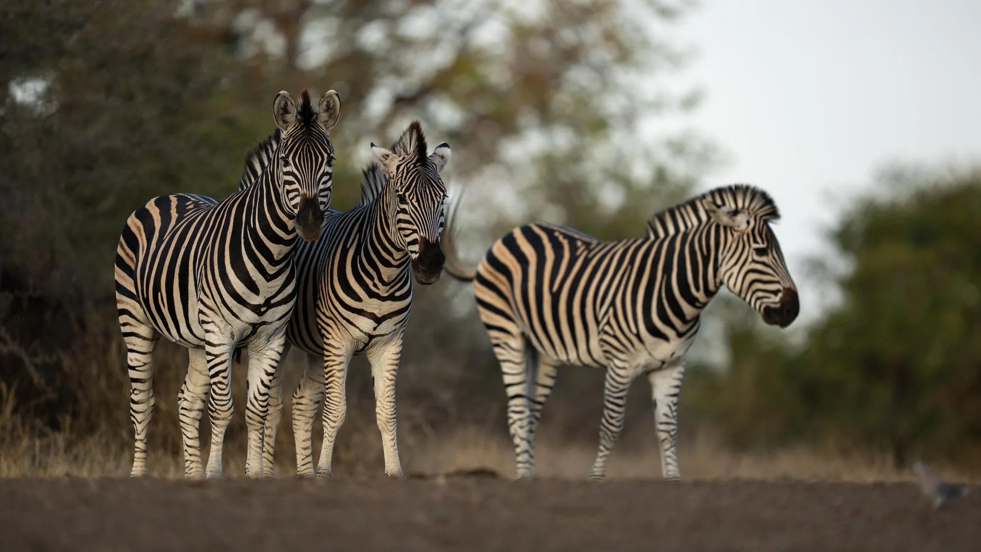 Singita Pamushana Lodge at Singita Pamushana Lodge, Malilangwe Wildlife Reserve, Zimbabwe.