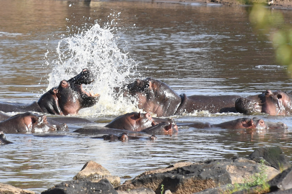 Hippos at the confluence