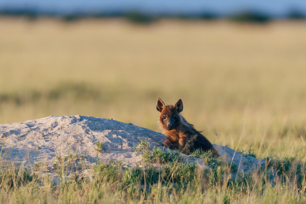 Game Drives  gallery image 9