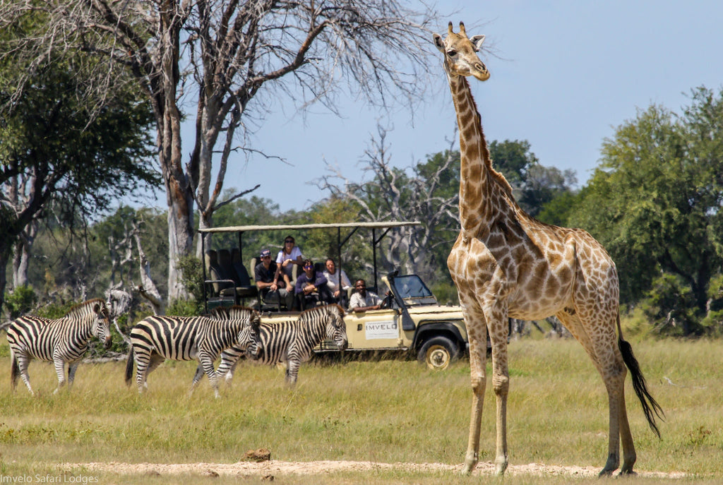 Game Drives gallery image 2