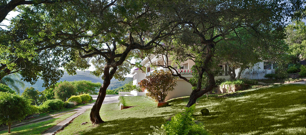 umSisi House Through the Trees