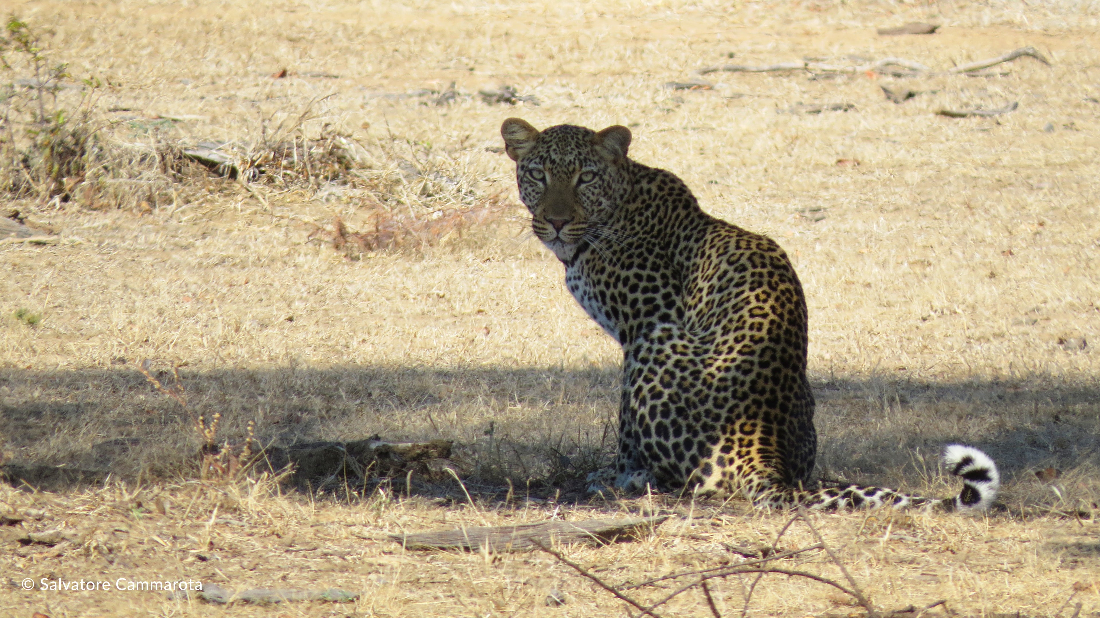 Kasikizi Bush Camp