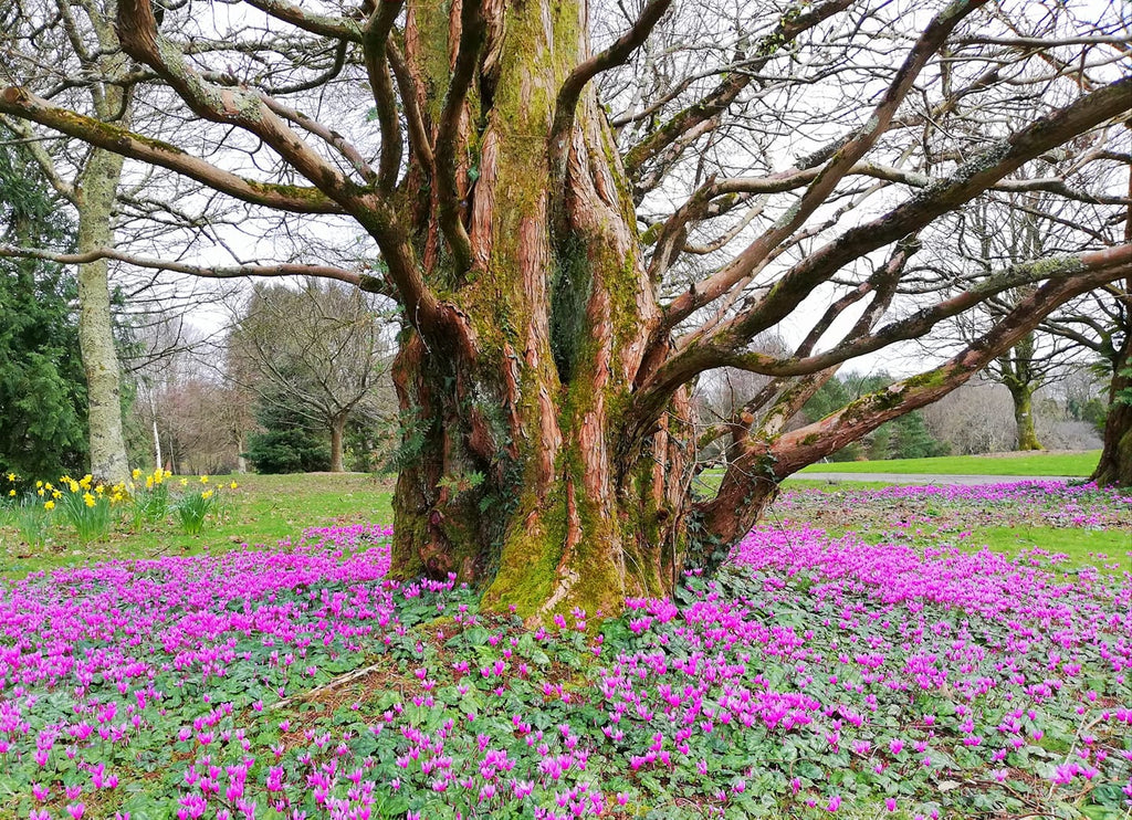 John F Kennedy Arboretum