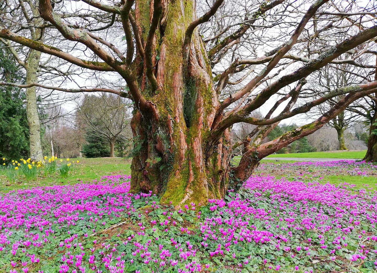 John F Kennedy Arboretum