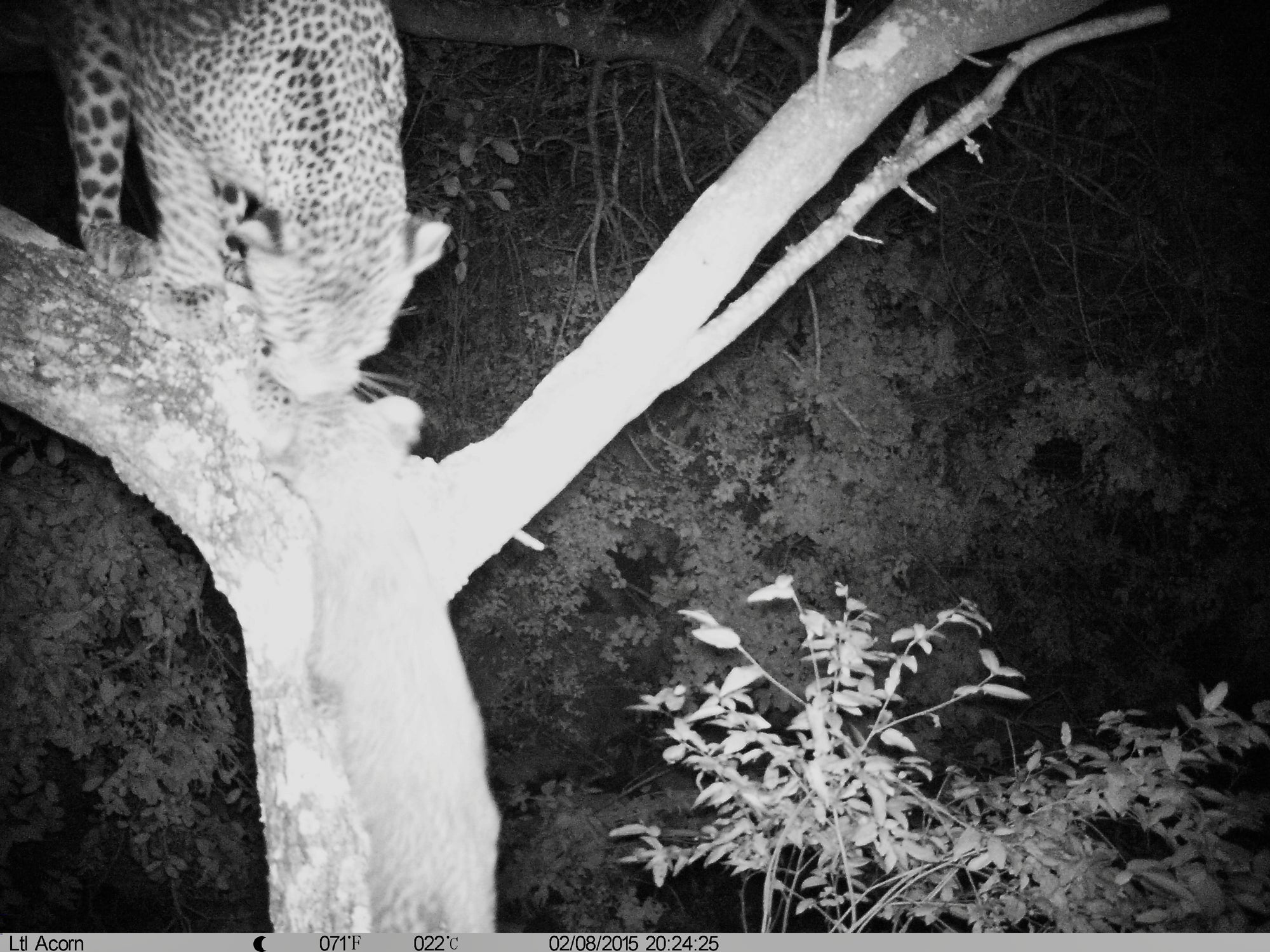 Night Game Drives