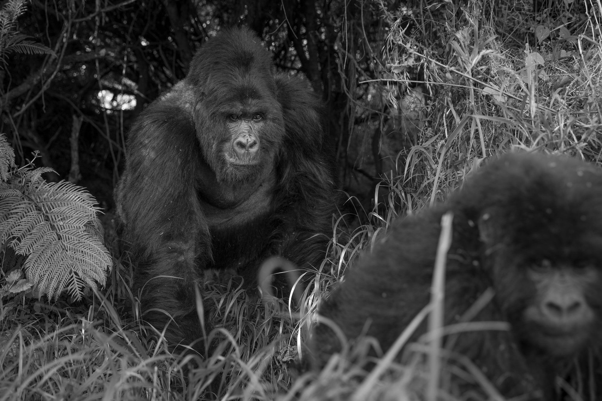Exclusive Gorilla Tracking (8 guests at max)