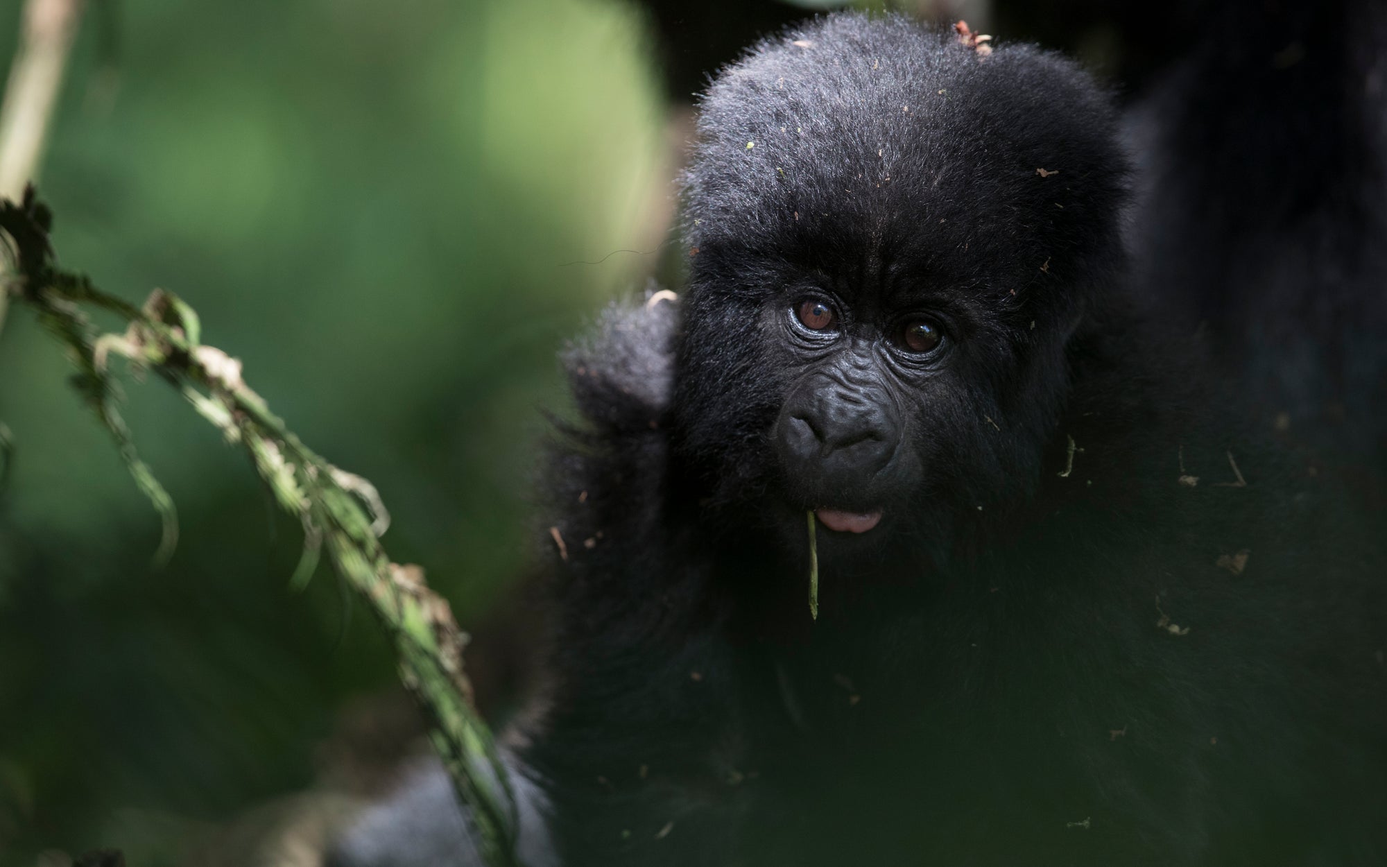 Exclusive Gorilla Tracking (8 guests at max)