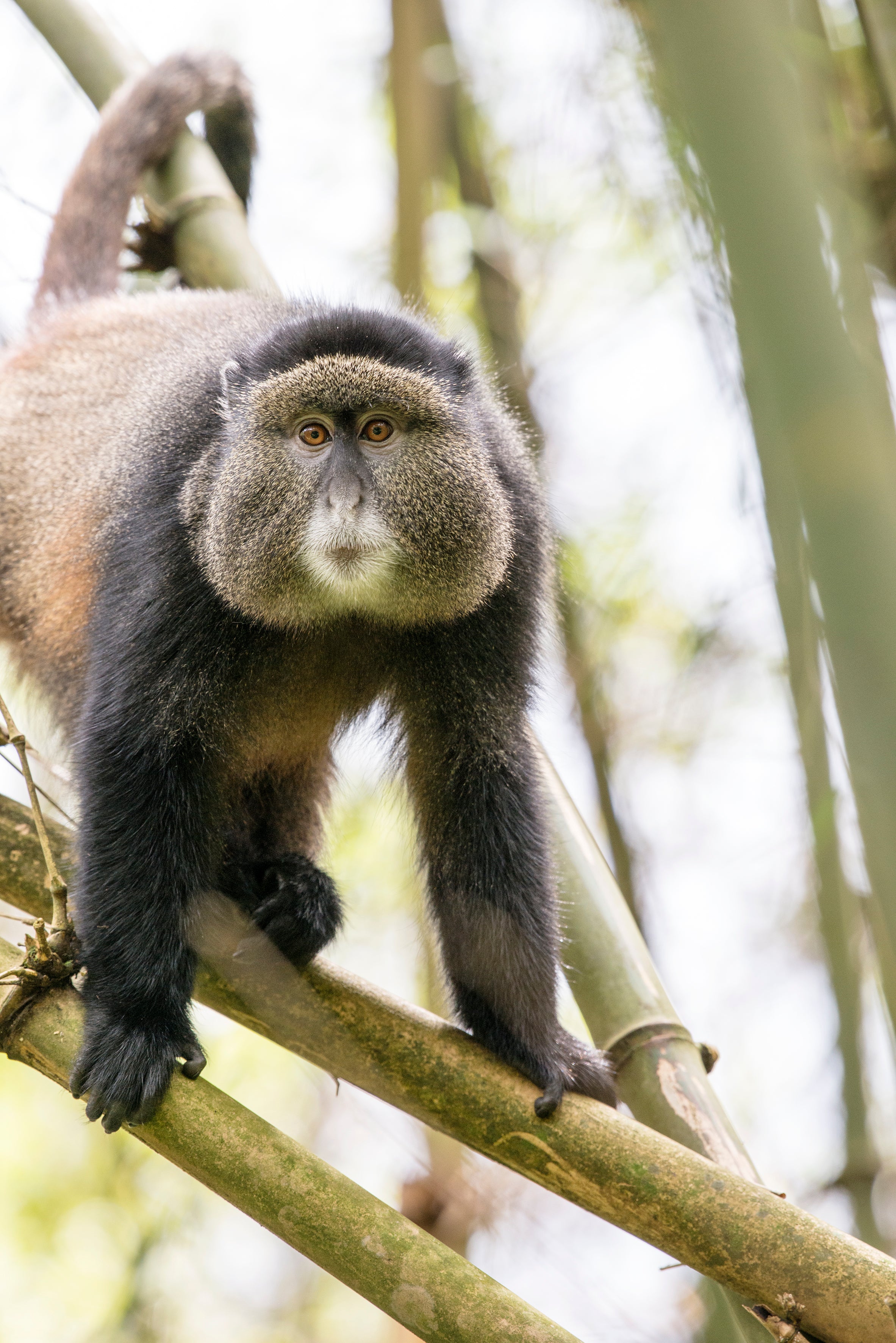 Golden Monkey Tracking