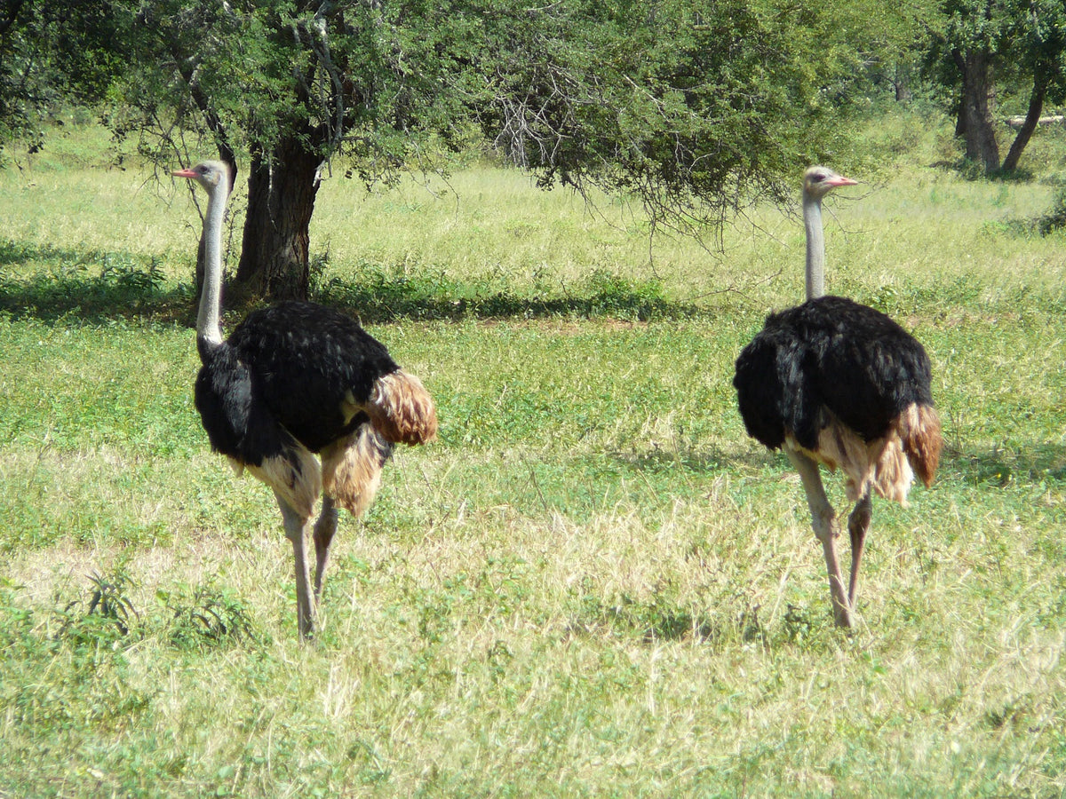 Chimoyo Wildlife & Safaris