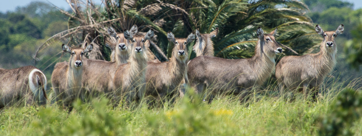 Makakatana Bay Lodge Full-day cruise on Lake St Lucia