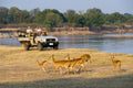Flatdogs Camp : Morning Game drives