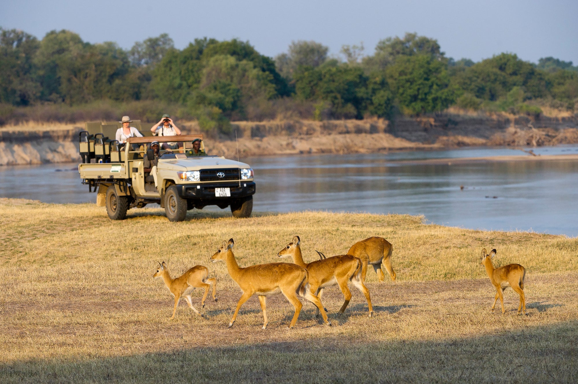 Flatdogs Camp : Morning Game drives