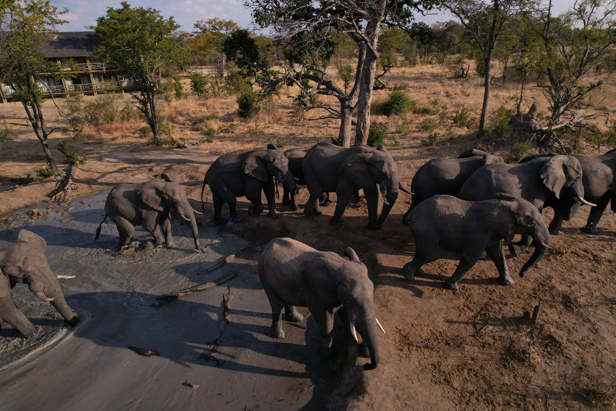Chobe Mopani Forest Lodge
