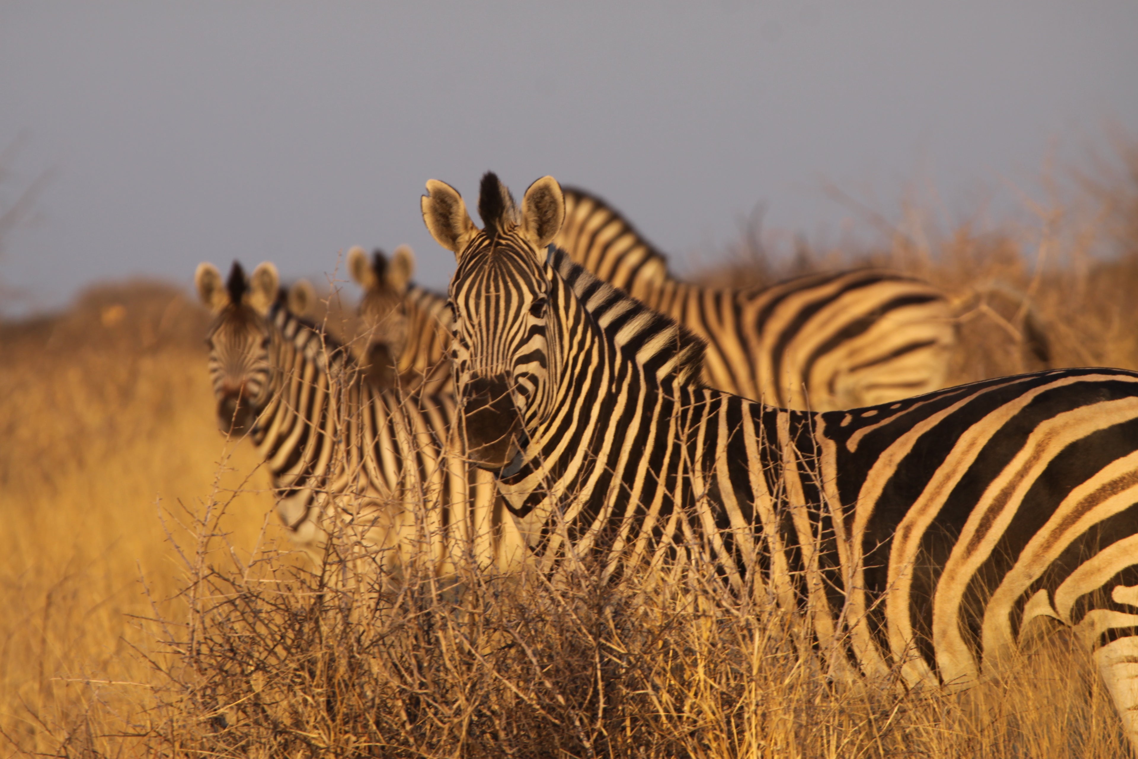 Central Chobe/Savute