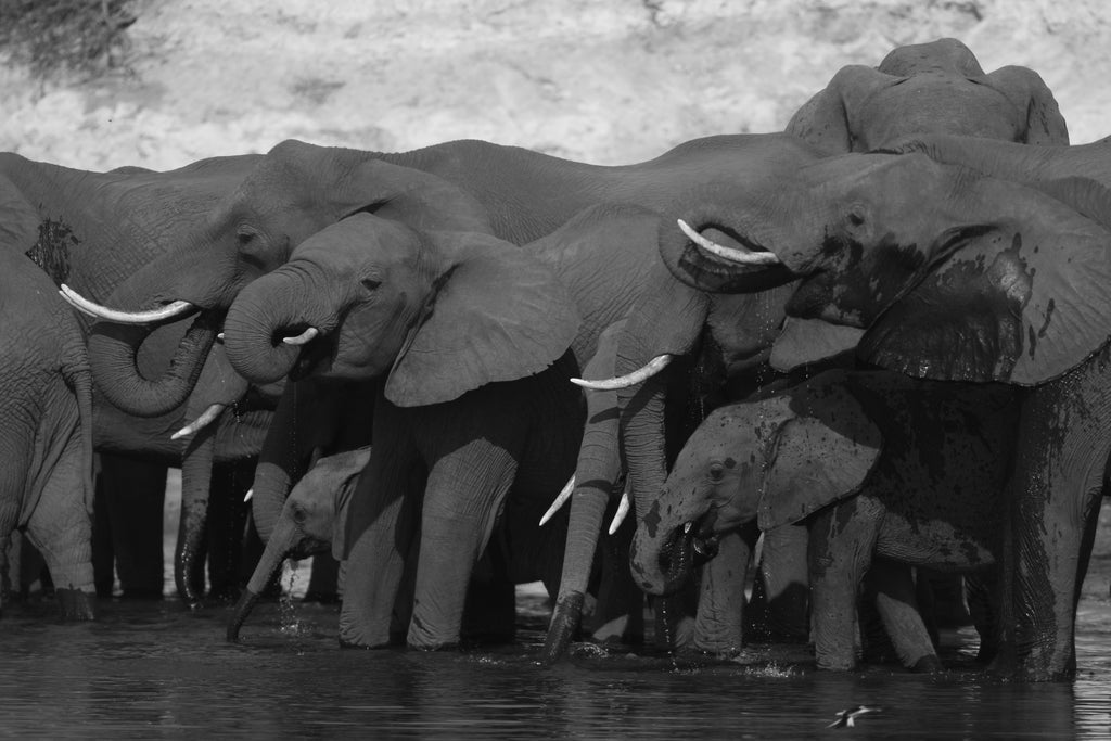 Central Chobe/Savute