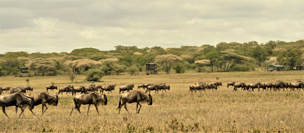 Watch the Migration Pass Your Suite
