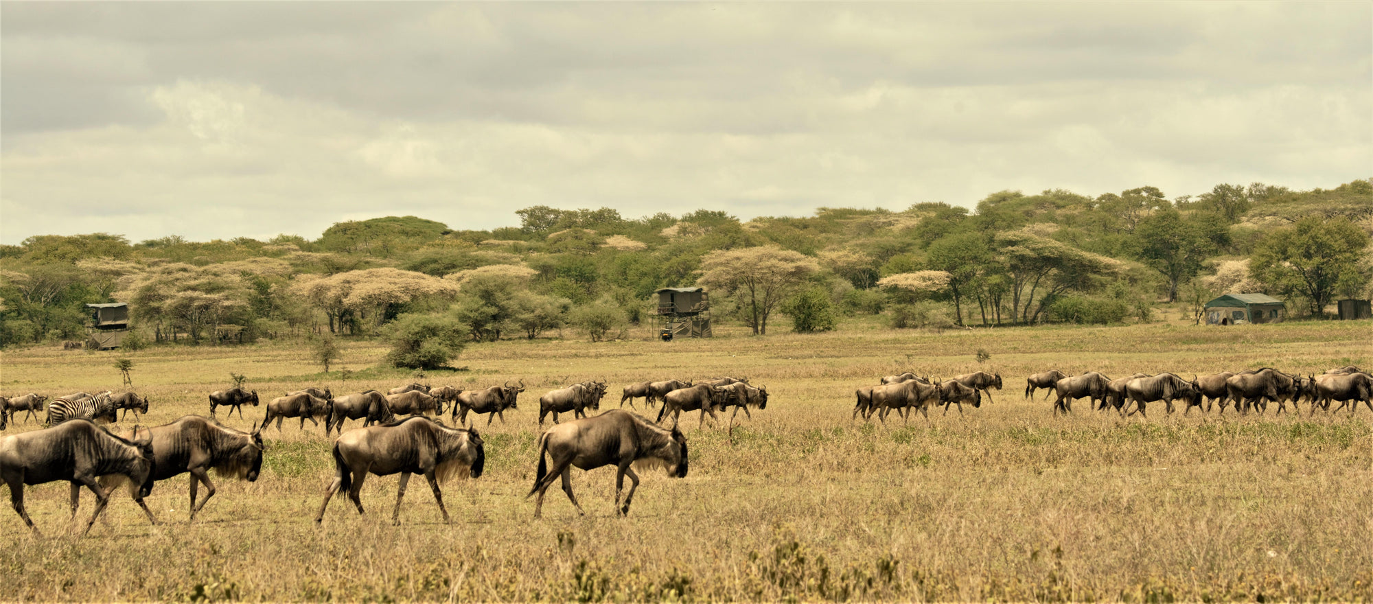 Watch the Migration Pass Your Suite