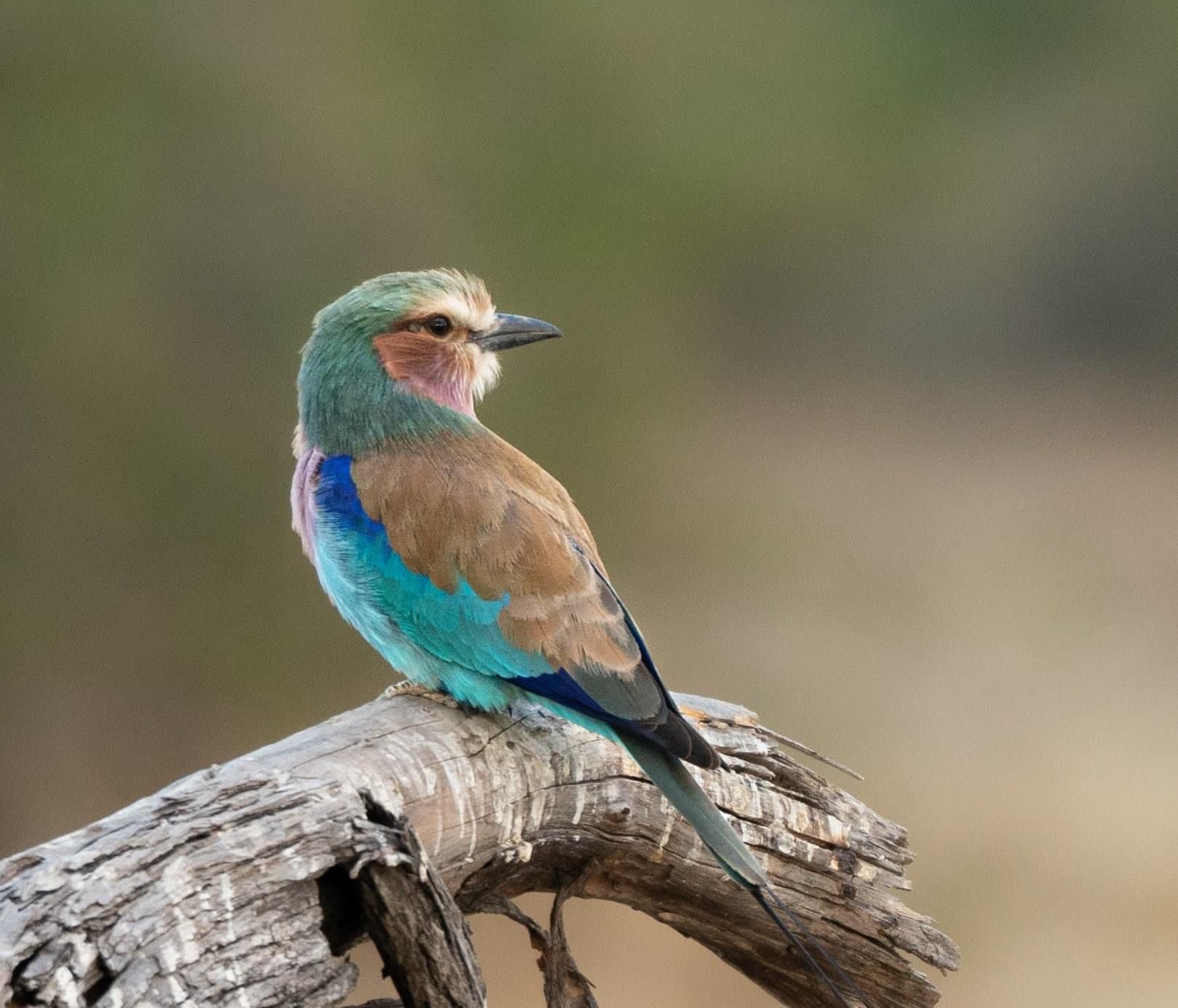 Europen Roller