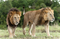 Lion Brothers