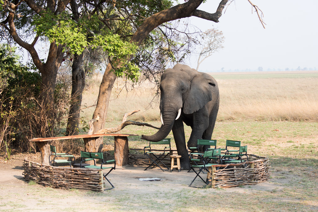 Our wild neighbours