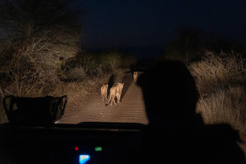 Simbavati Camp George game drive lions at Simbavati Camp George, Klaserie Private Game Reserve, South Africa.