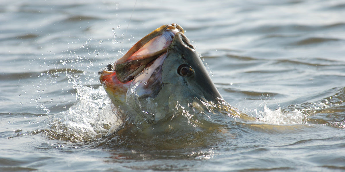 River Wolf Fishing Safaris & Adventures