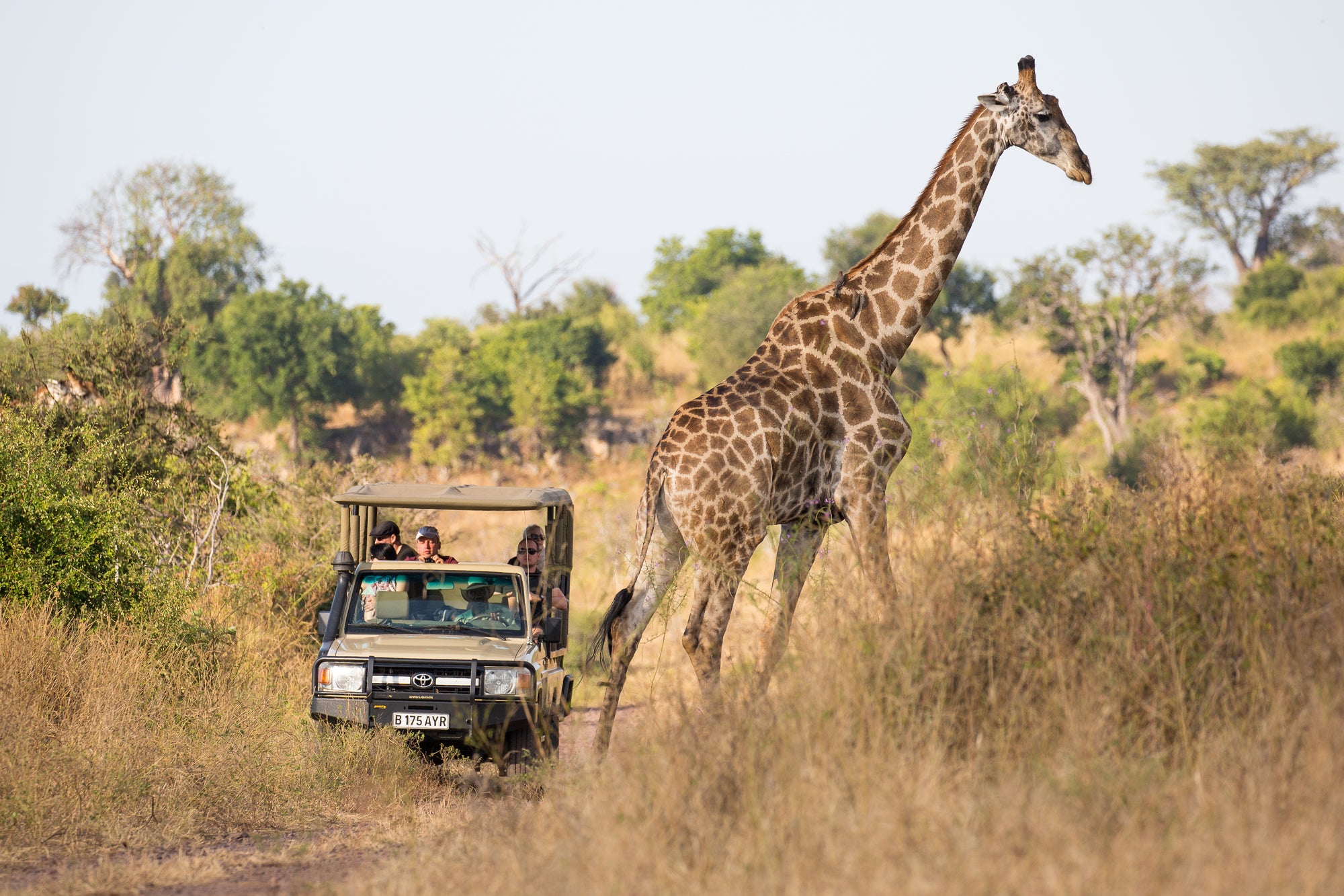Game Drives