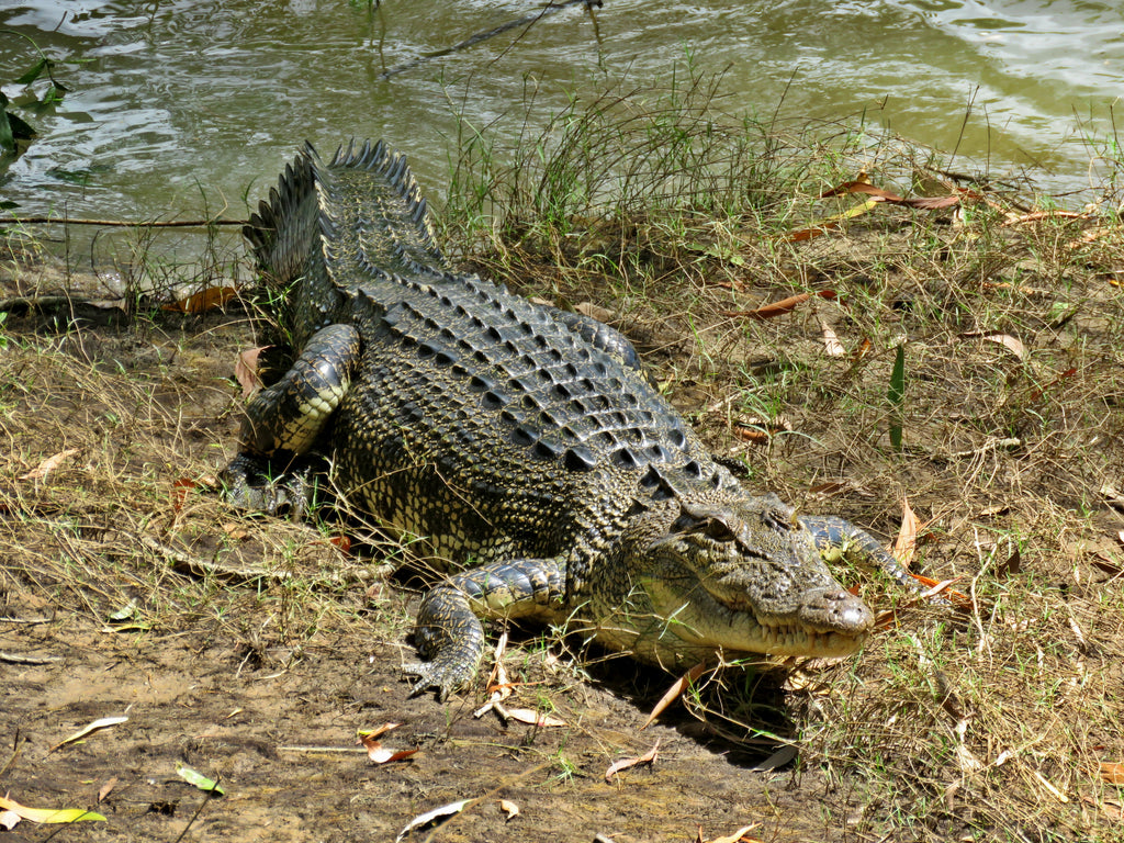 Airborne Solutions Kakadu Day Trip