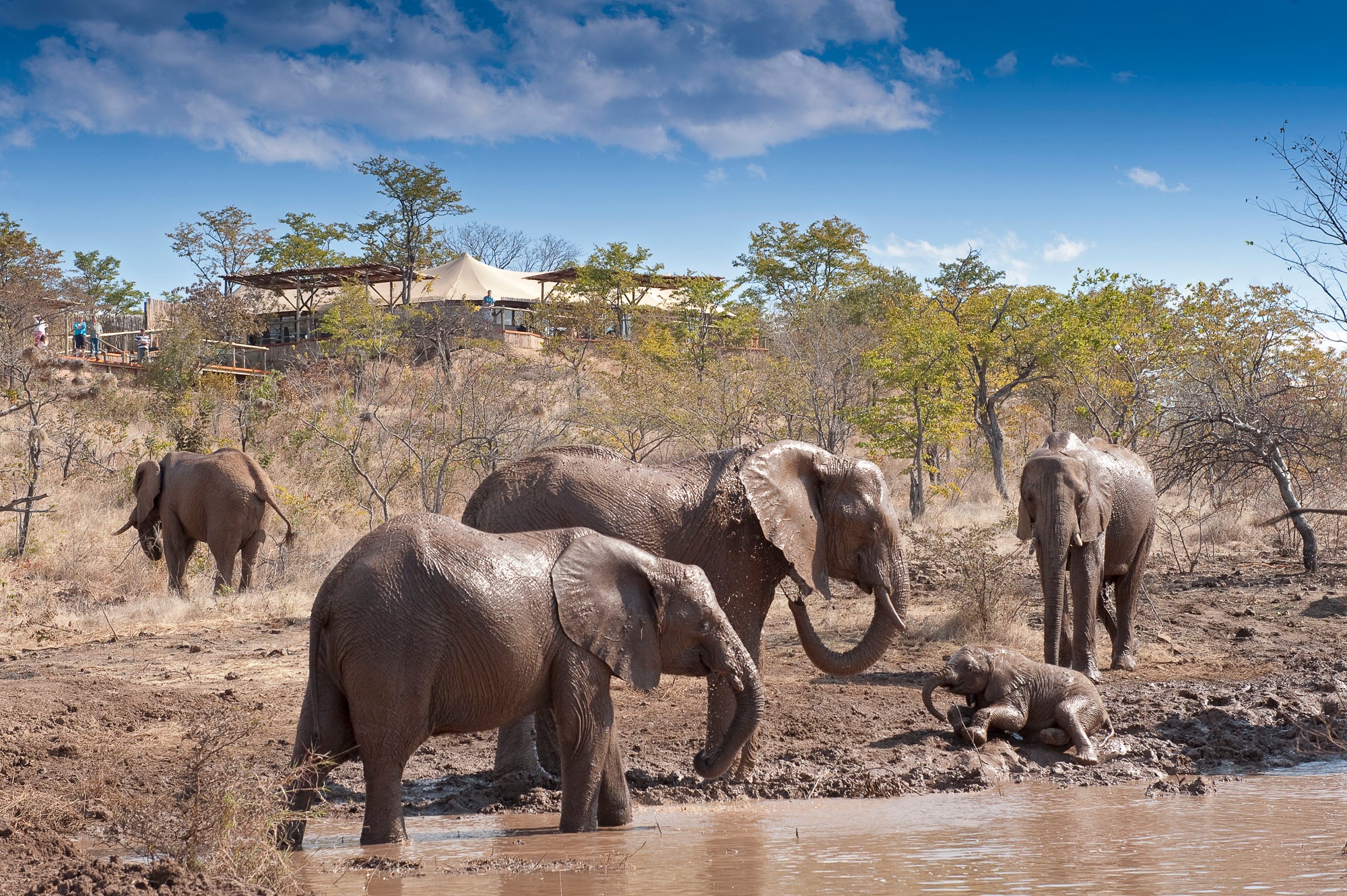 The Elephant Camp