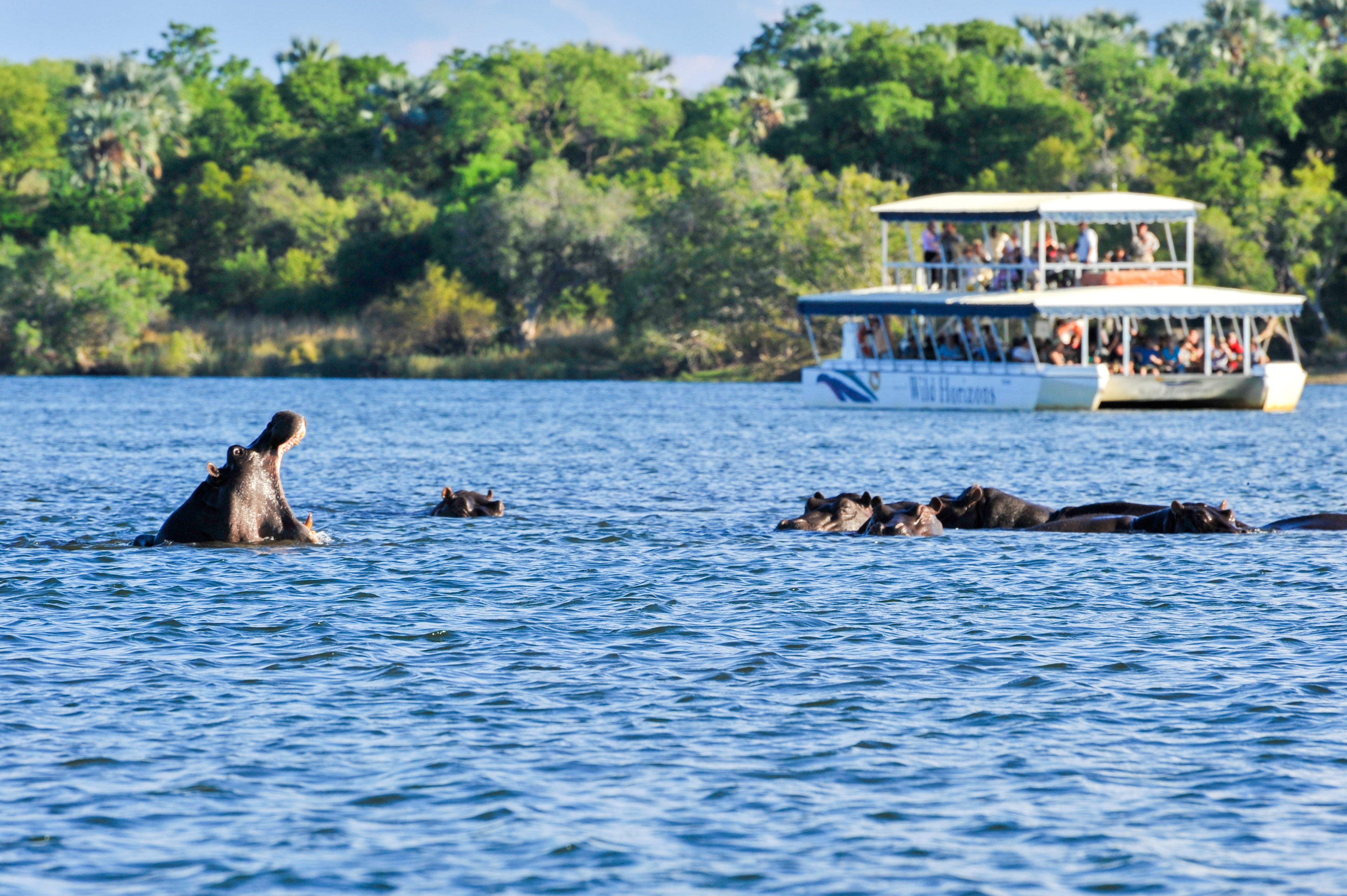 Hippo on a River Cruise