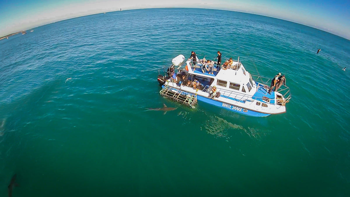 White Shark Diving Company