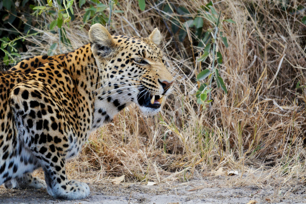 Savuti Marsh Excursion (Minimum 2-night stay)