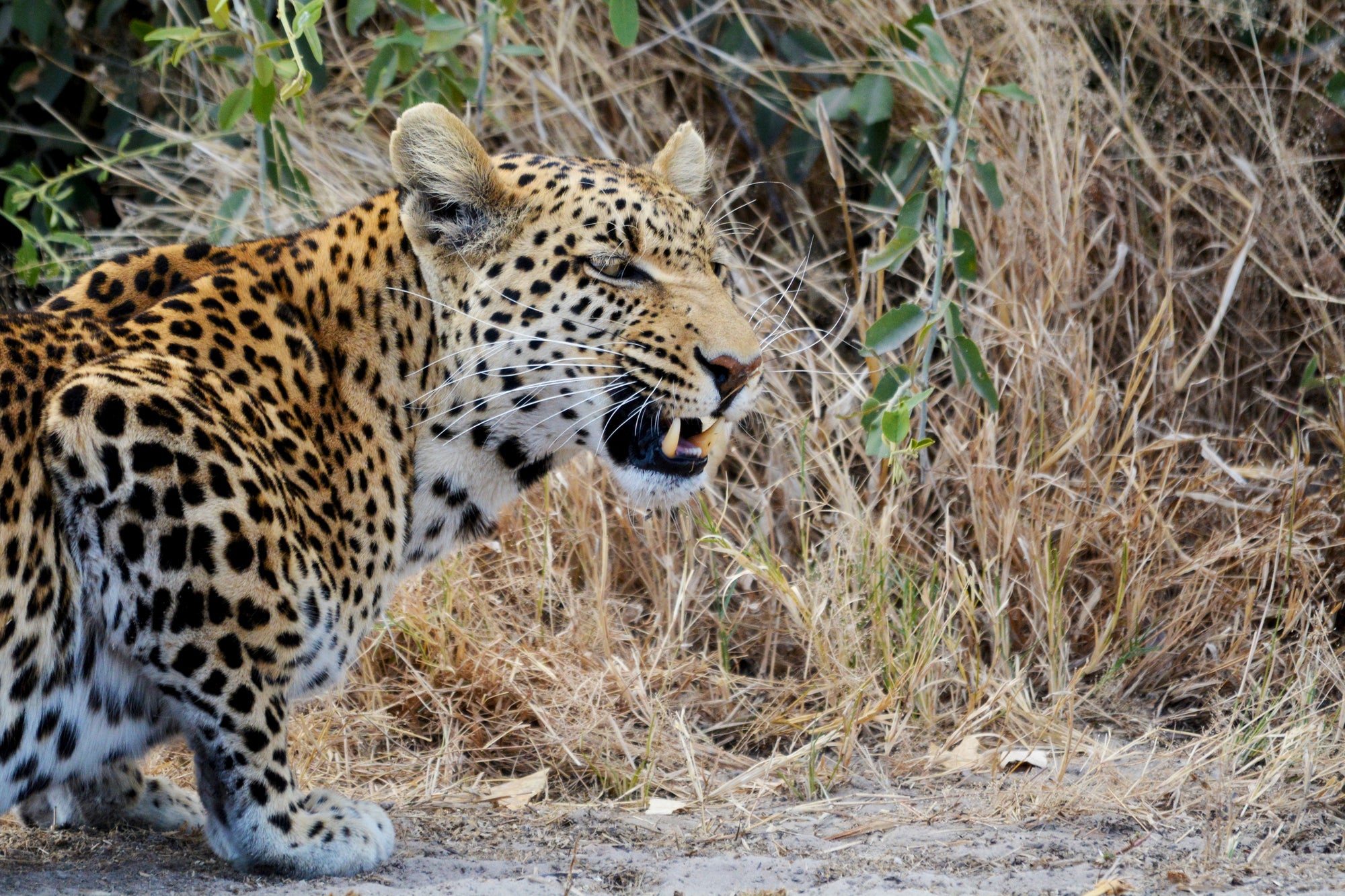 Savuti Marsh Excursion (Minimum 2-night stay)