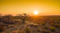 High Tea and Sunset Game Drive