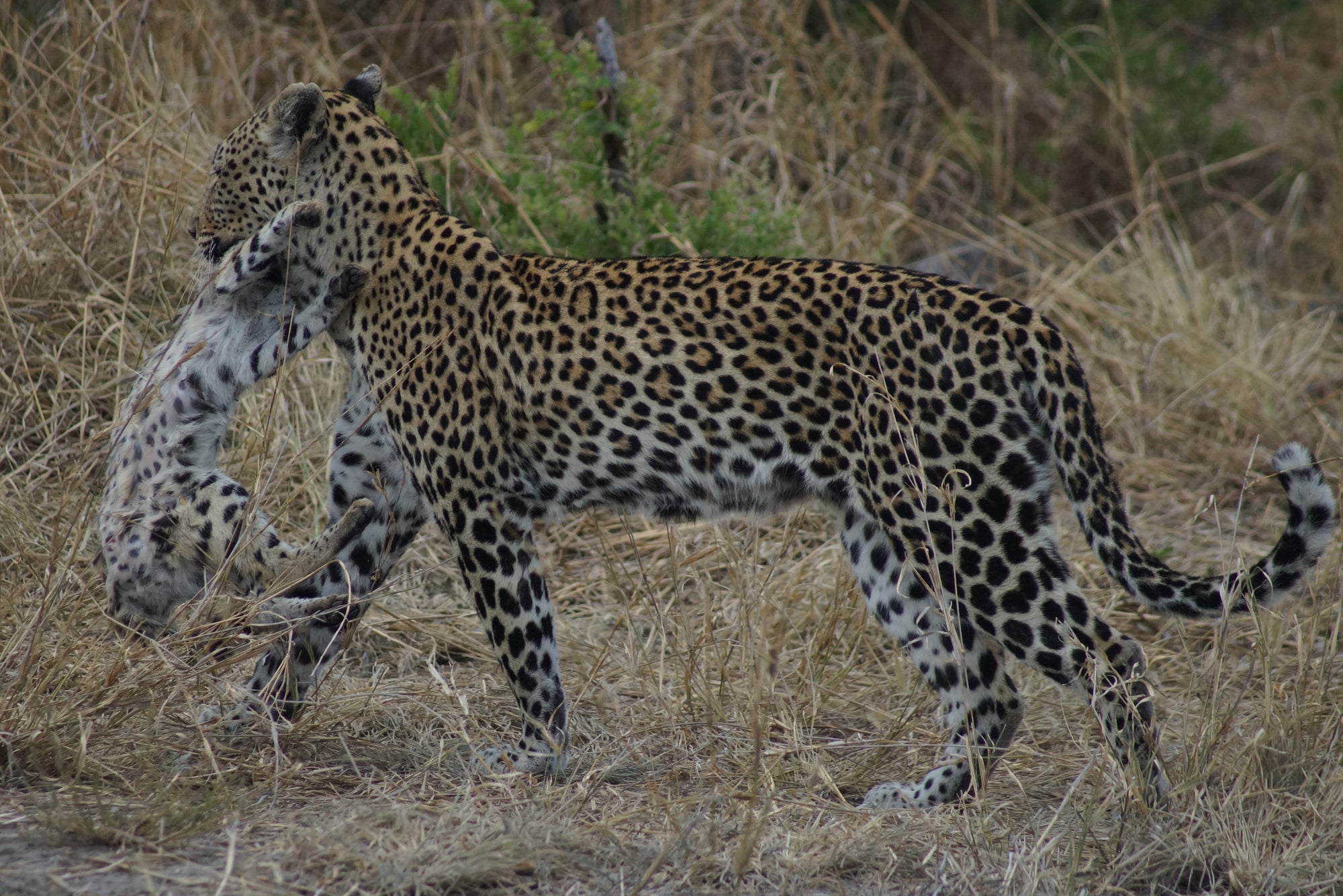 Savuti Marsh Excursion (Minimum 2-night stay)