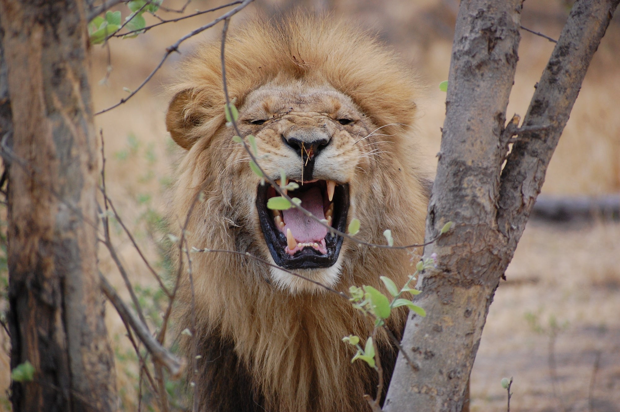 Savuti Marsh Excursion (Minimum 2-night stay)