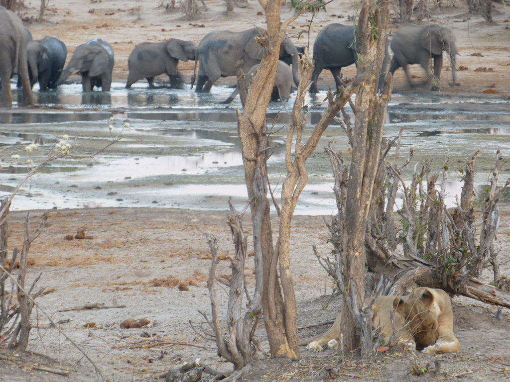 Savuti Marsh Excursion (Minimum 2-night stay)