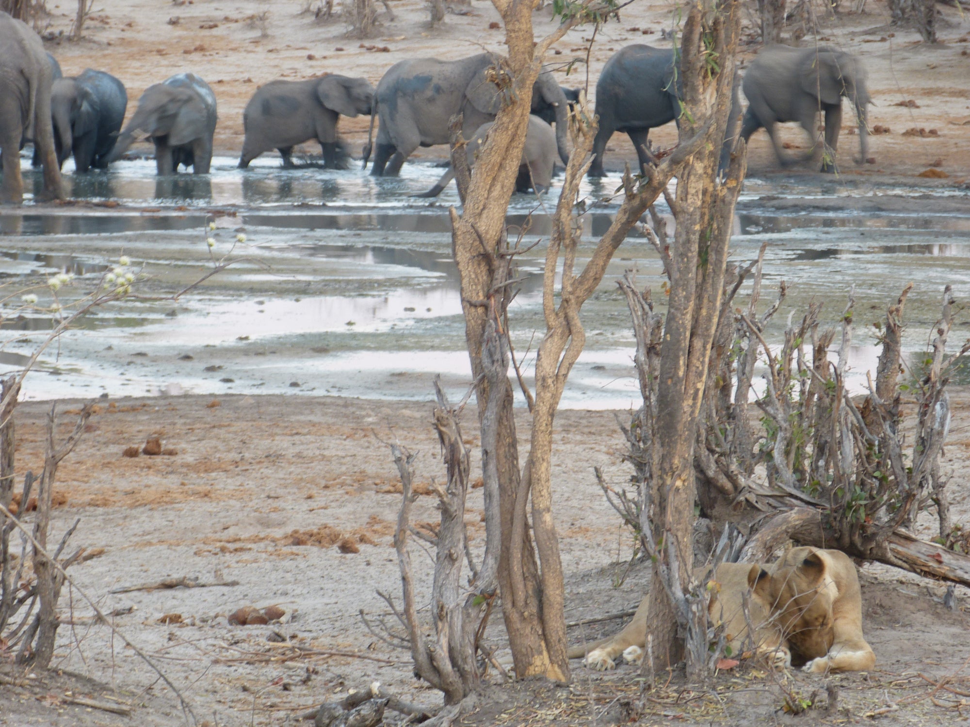 Savuti Marsh Excursion (Minimum 2-night stay)