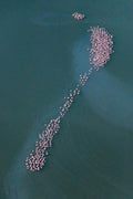 Flamingo Migration  gallery image 1