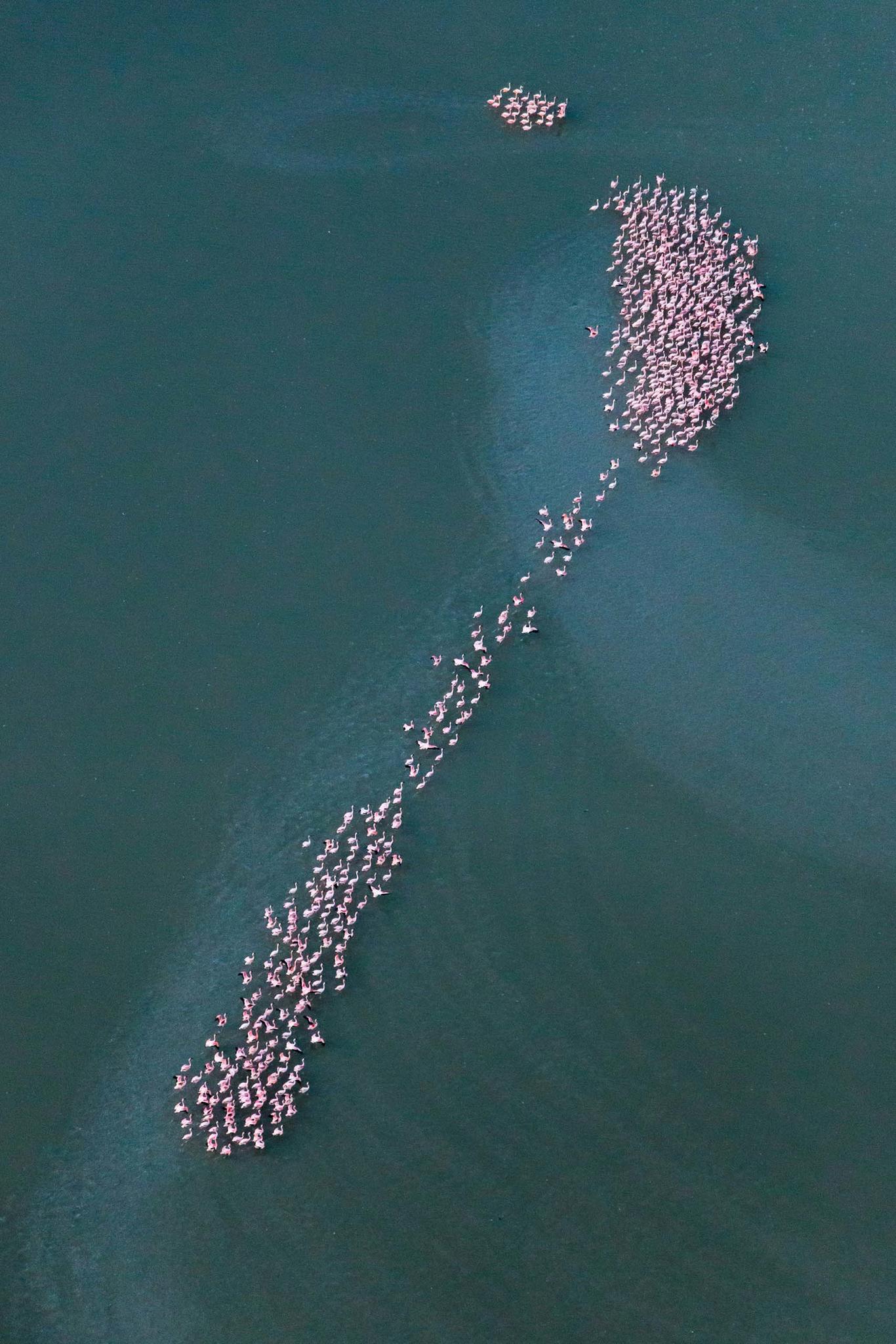 Flamingo Migration