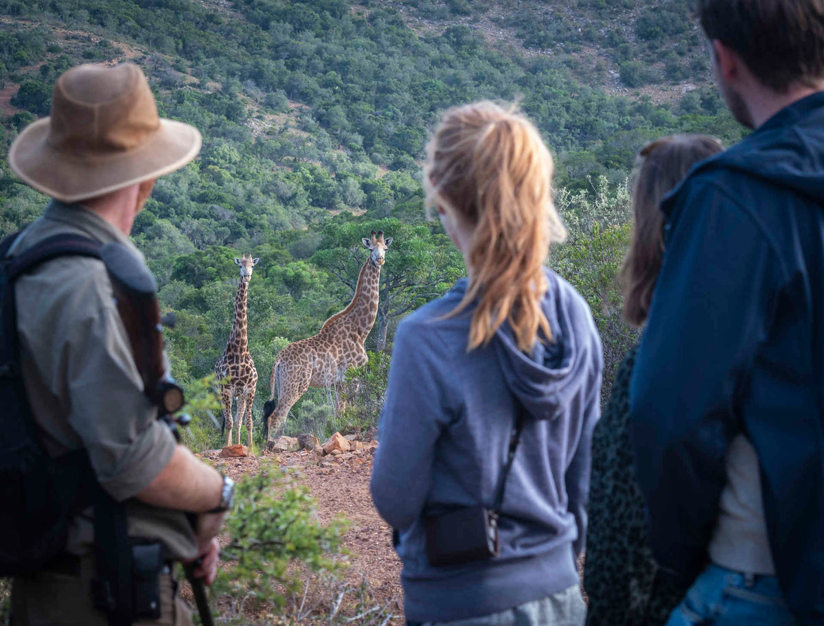 Bellevue Forest Reserve Tall Five Giraffe Tracking Safaris