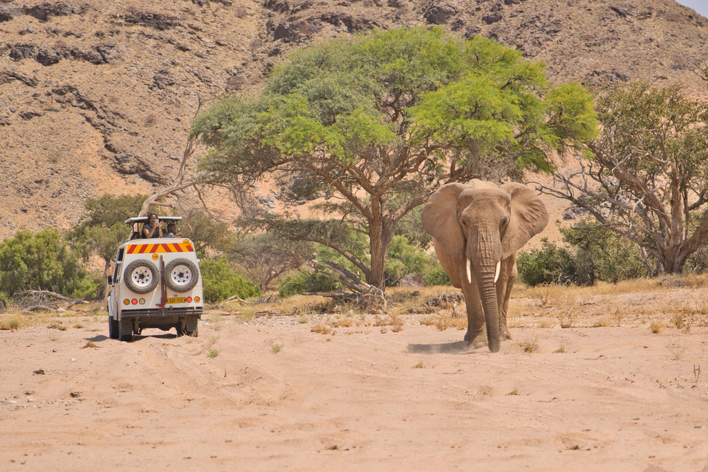 Damaraland Elephant Explorer (guided)
