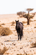 Klein-Aus Vista Desert Horse Inn Gondwana Collection Namibia : Hiking Trails / Mountain Bike Trails