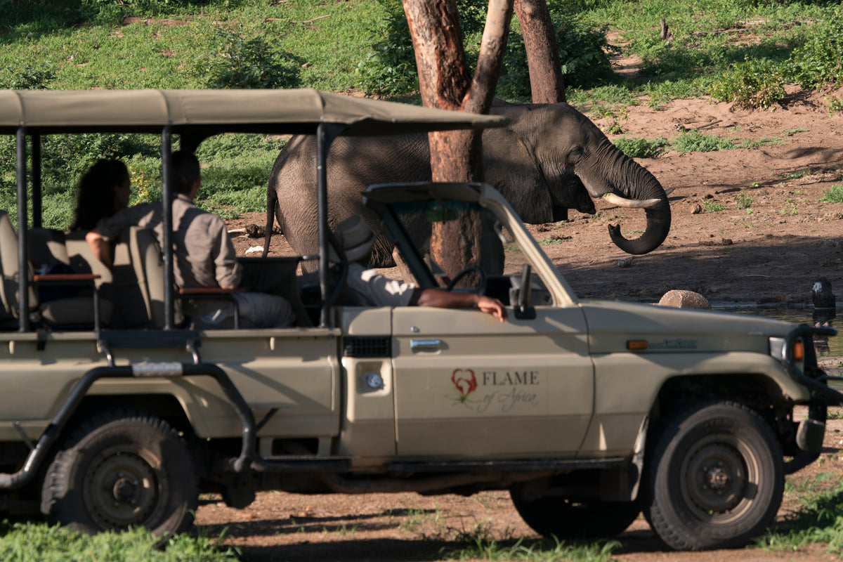 Flame of Africa Chobe Chow and Drive