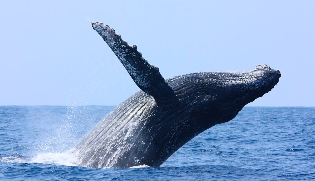 Whale watching